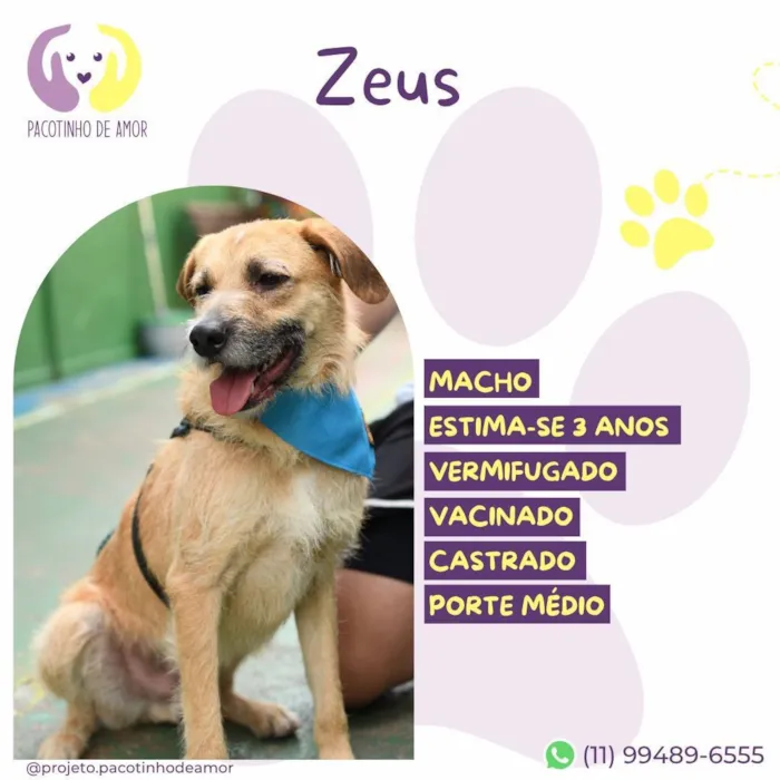 Cachorro raça SRD-ViraLata idade 3 anos nome Zeus