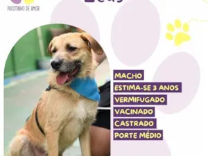 Cachorro raça SRD-ViraLata idade 3 anos nome Zeus