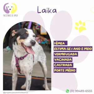 Cachorro raça SRD-ViraLata idade Abaixo de 2 meses nome Laika