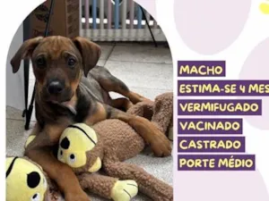 Cachorro raça SRD-ViraLata idade 2 a 6 meses nome Atlas