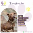 Thuthucão