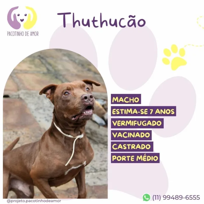 Cachorro raça SRD-ViraLata idade 6 ou mais anos nome Thuthucão