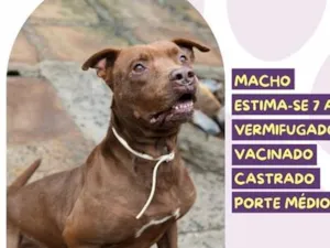 Cachorro raça SRD-ViraLata idade 6 ou mais anos nome Thuthucão
