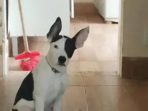 Cachorro raça SRD-ViraLata idade 1 ano nome Luna