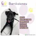 Bartholomeu