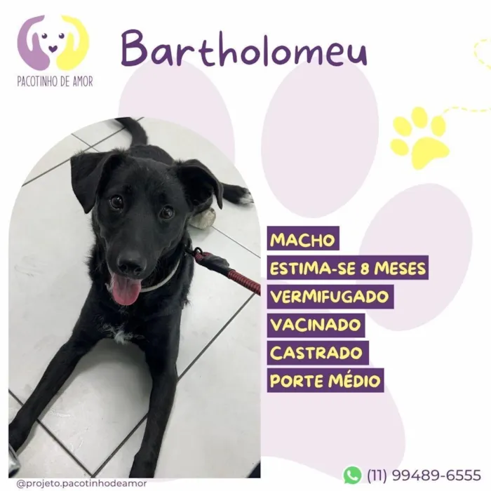 Cachorro raça SRD-ViraLata idade 7 a 11 meses nome Bartholomeu