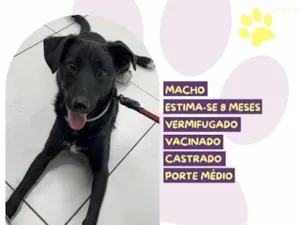 Cachorro raça SRD-ViraLata idade 7 a 11 meses nome Bartholomeu