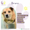 Bruno
