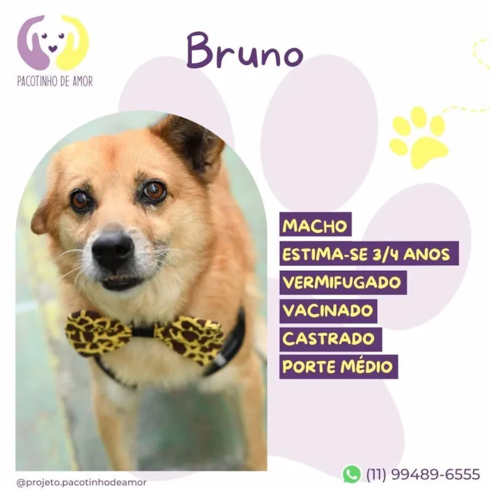 Cachorro raça SRD-ViraLata idade 4 anos nome Bruno