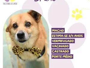 Cachorro raça SRD-ViraLata idade 4 anos nome Bruno