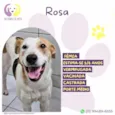 Rosa
