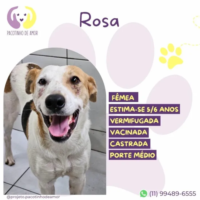 Cachorro raça SRD-ViraLata idade 6 ou mais anos nome Rosa
