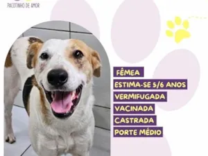 Cachorro raça SRD-ViraLata idade 6 ou mais anos nome Rosa
