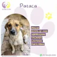 Pataca
