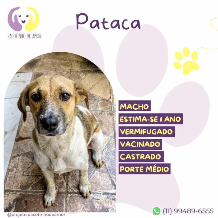 Cachorro raça SRD-ViraLata idade 1 ano nome Pataca