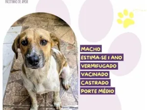 Cachorro raça SRD-ViraLata idade 1 ano nome Pataca