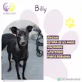 Billy
