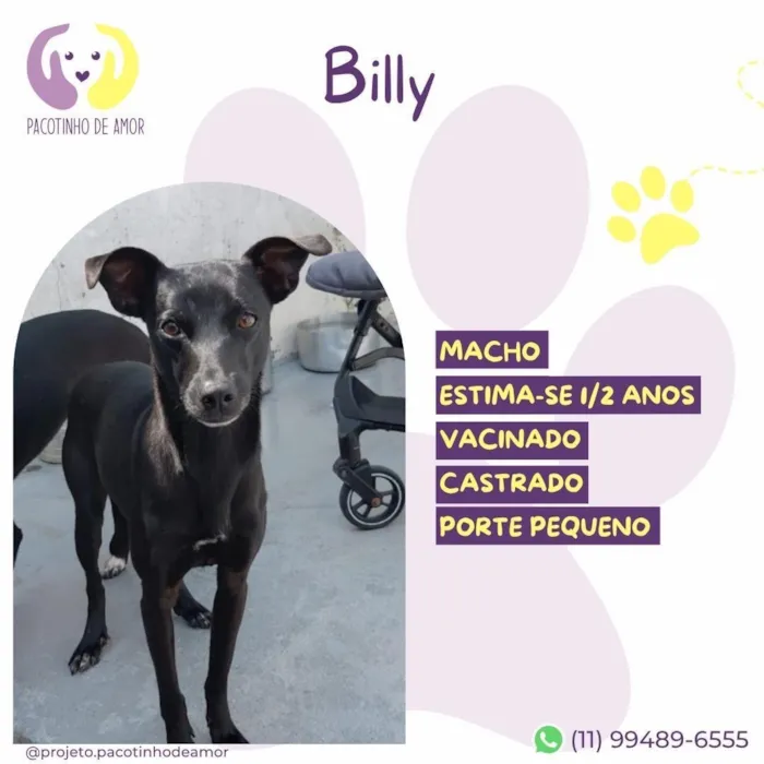 Cachorro raça SRD-ViraLata idade 2 anos nome Billy