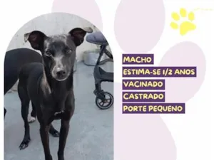 Cachorro raça SRD-ViraLata idade 2 anos nome Billy