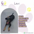 Levi