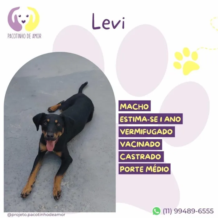 Cachorro raça SRD-ViraLata idade 1 ano nome Levi