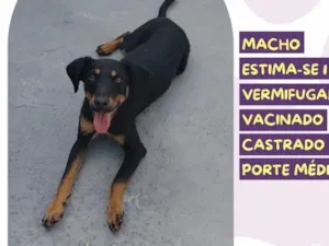 Cachorro raça SRD-ViraLata idade 1 ano nome Levi