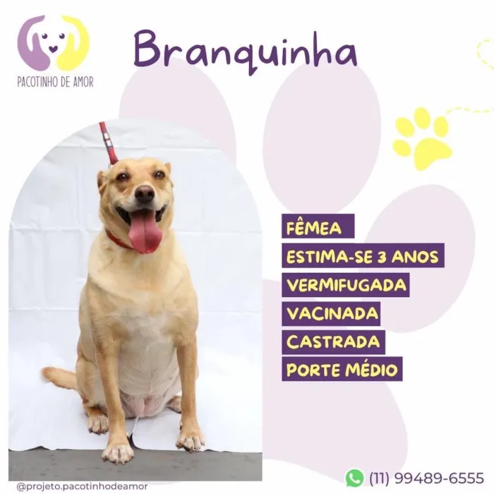 Cachorro raça SRD-ViraLata idade 3 anos nome Branquinha