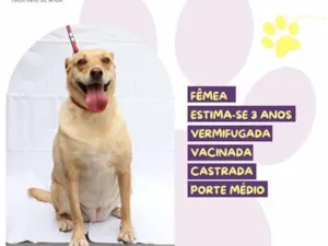 Cachorro raça SRD-ViraLata idade 3 anos nome Branquinha