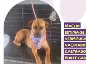 Cachorro raça SRD-ViraLata idade 2 anos nome Chico