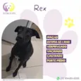 Rex