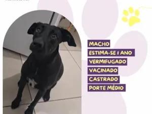 Cachorro raça SRD-ViraLata idade 1 ano nome Rex