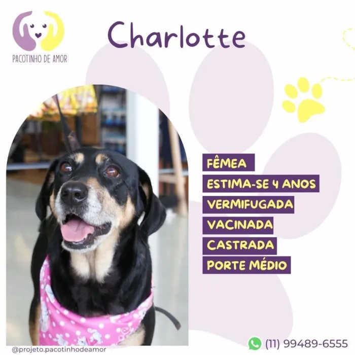 Cachorro raça SRD-ViraLata idade 4 anos nome Charlotte