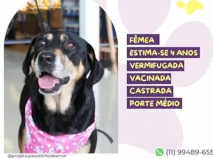 Cachorro raça SRD-ViraLata idade 4 anos nome Charlotte