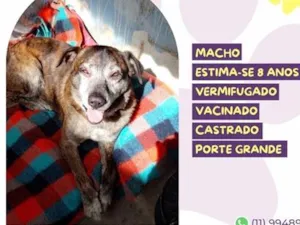 Cachorro raça SRD-ViraLata idade 6 ou mais anos nome Sebastian