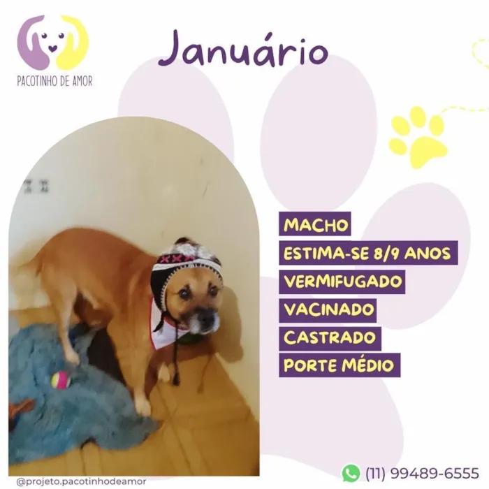 Cachorro raça SRD-ViraLata idade 6 ou mais anos nome Januário 