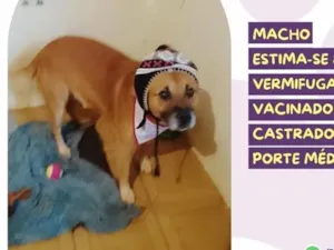 Cachorro raça SRD-ViraLata idade 6 ou mais anos nome Januário 