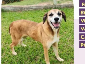 Cachorro raça SRD-ViraLata idade 6 ou mais anos nome Wendy