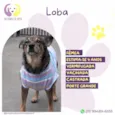 Loba