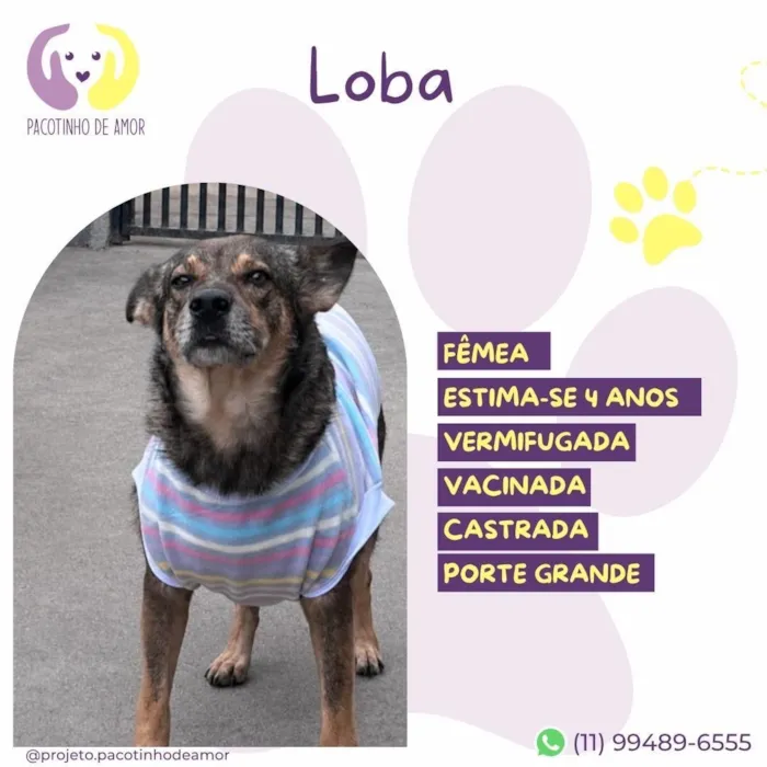 Cachorro raça SRD-ViraLata idade 4 anos nome Loba