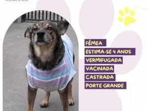 Cachorro raça SRD-ViraLata idade 4 anos nome Loba
