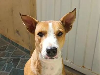Cachorro raça SRD-ViraLata idade 6 ou mais anos nome Luna