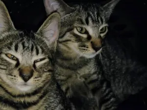 Gato raça SRD-ViraLata idade 2 a 6 meses nome Dengo e Xodó 