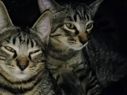Gato raça SRD-ViraLata idade 2 a 6 meses nome Dengo e Xodó 