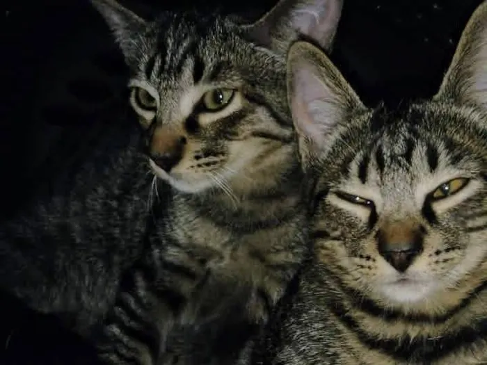 Gato raça SRD-ViraLata idade 2 a 6 meses nome Dengo e Xodó 