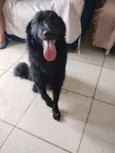 Trovão