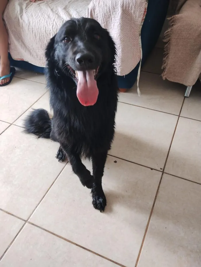 Cachorro raça SRD-ViraLata idade 1 ano nome Trovão