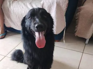 Cachorro raça SRD-ViraLata idade 1 ano nome Trovão