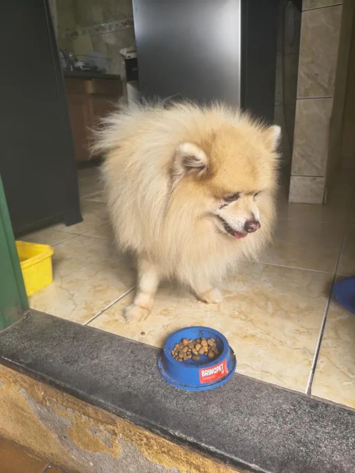 Cachorro raça SRD-ViraLata idade 6 ou mais anos nome não tem 