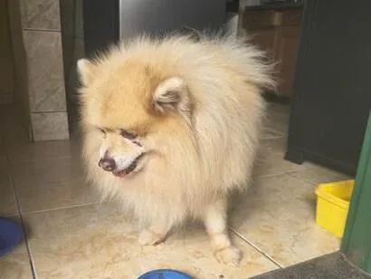 Cachorro raça SRD-ViraLata idade 6 ou mais anos nome não tem 