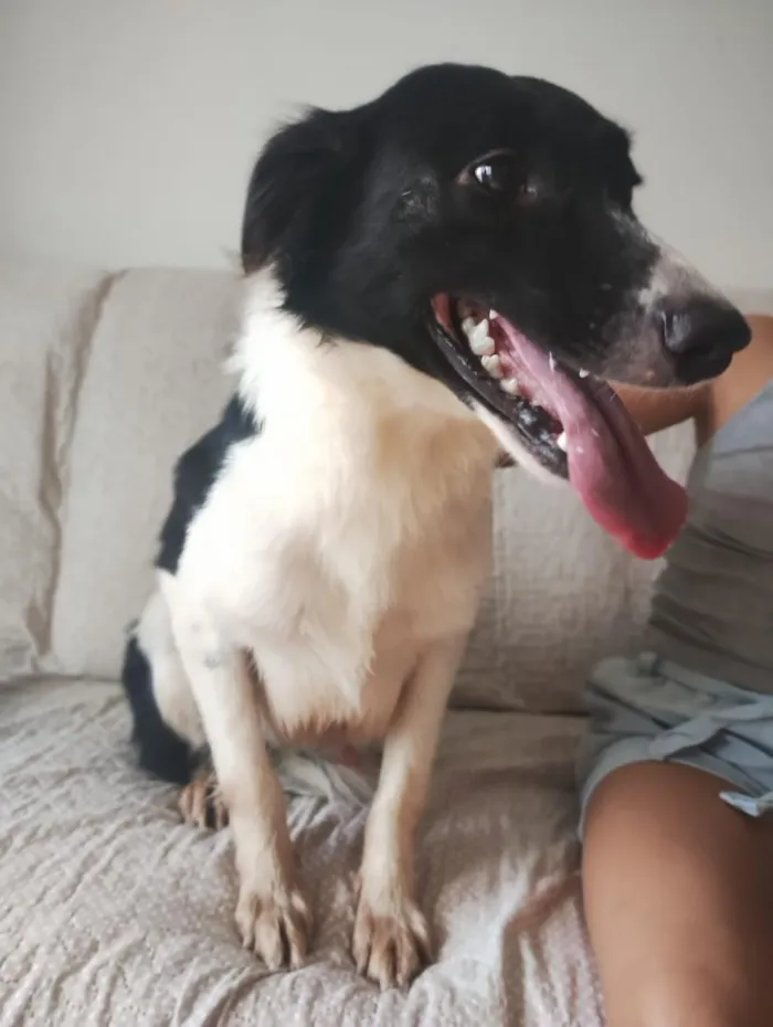 Cachorro raça SRD-ViraLata idade 1 ano nome Gohan
